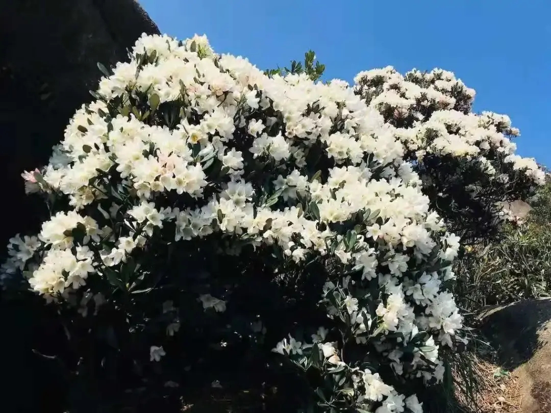 4月6日 登增城第一峰牛牯嶂 观碧湖赏雄峰，赏猴头杜鹃花