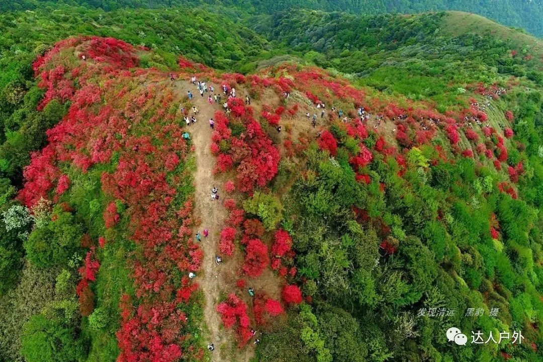 4月20日 我和春天有个约会—通天蜡烛赏最美杜鹃花海